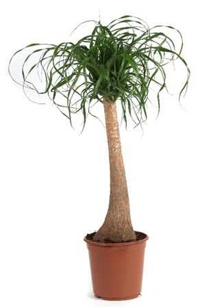 Nolina Recht (beaucarnea)