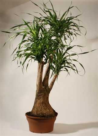 Nolina Vertakt (beaucarnea)