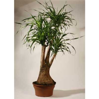 Nolina Vertakt (beaucarnea)