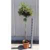 Olea Europaea Op Stam
