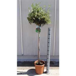 Olea Europaea Op Stam