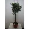 Olea Europaea Op Stam