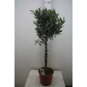 Olea Europaea Op Stam