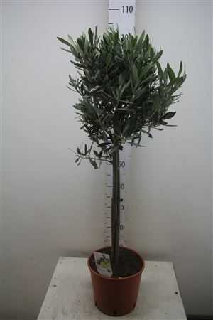 Olea Europaea Op Stam