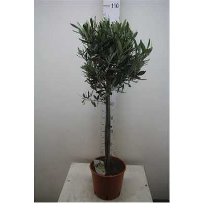 Olea Europaea Op Stam