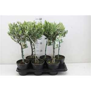 Olea Europaea Stam