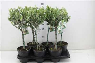 Olea Europaea Stam
