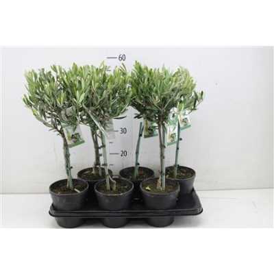 Olea Europaea Stam
