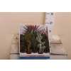 Opuntia Mix Showdoos