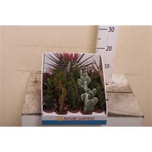 Opuntia Mix Showdoos
