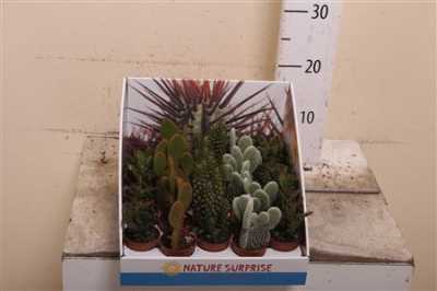 Opuntia Mix Showdoos