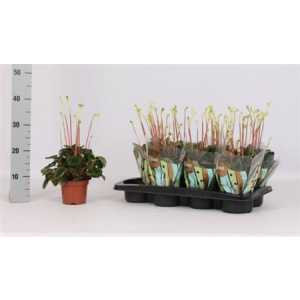 Peperomia C Lilian