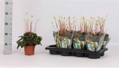 Peperomia C Lilian
