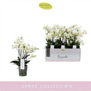 Phal Boquetto Beauty 3-5 Tak