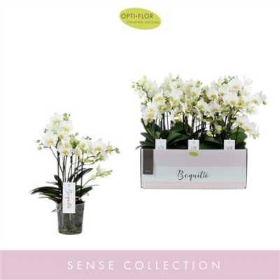 Phal Boquetto Beauty 3-5 Tak