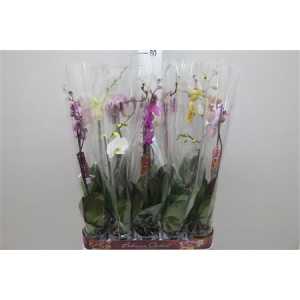 Phal Mix 1 Tak