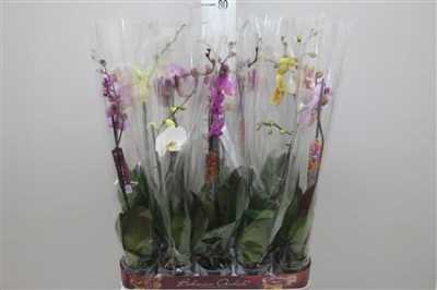 Phal Mix 1 Tak
