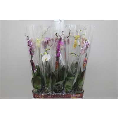 Phal Mix 1 Tak