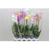 Phal Mix 1 Tak 6+