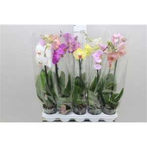 Phal Mix 1 Tak 6+