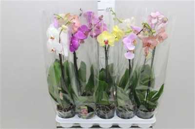 Phal Mix 1 Tak 6+