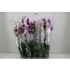 Phal Mix 1 Tak 9+ Mimesis