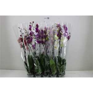 Phal Mix 1 Tak 9+ Mimesis