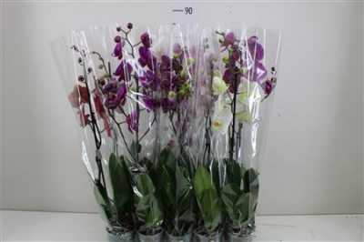 Phal Mix 1 Tak 9+ Mimesis