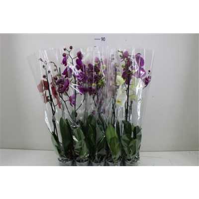 Phal Mix 1 Tak 9+ Mimesis