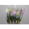 Phal Mix 2 Tak 16+