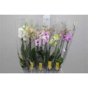 Phal Mix 2 Tak 16+