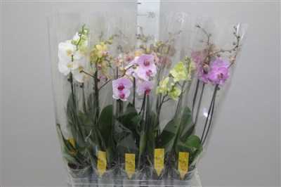 Phal Mix 2 Tak 16+