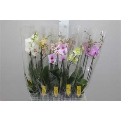 Phal Mix 2 Tak 16+