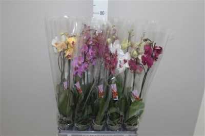 Phal Mix 2 Tak 18+