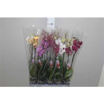 Phal Mix 2 Tak 18+