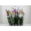 Phal Mix 2 Tak 18+ Mimesis
