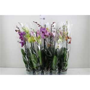 Phal Mix 2 Tak 18+ Mimesis