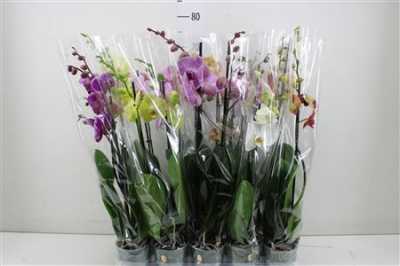 Phal Mix 2 Tak 18+ Mimesis