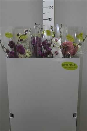 Phal Mix 2 Tak