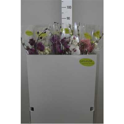 Phal Mix 2 Tak