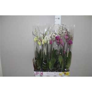 Phal Mix 2 Tak