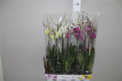 Phal Mix 2 Tak