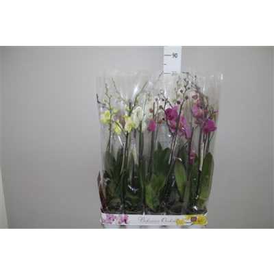 Phal Mix 2 Tak