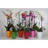 Phal Mix 2 Tak In Hugo Keramiek