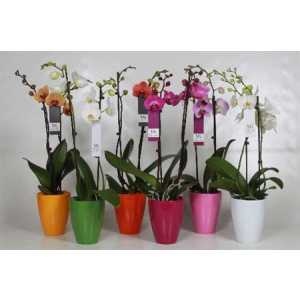 Phal Mix 2 Tak In Hugo Keramiek