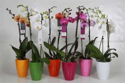 Phal Mix 2 Tak In Hugo Keramiek