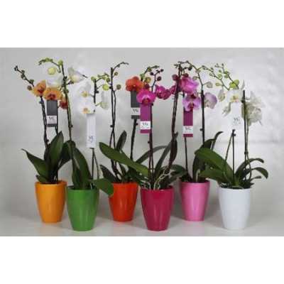 Phal Mix 2 Tak In Hugo Keramiek