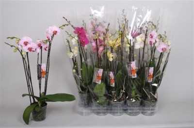 Phal Mix 3 Tak
