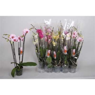 Phal Mix 3 Tak