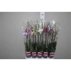 Phal Mix 3 Tak